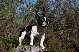 BOULEDOGUE FRANCAIS 827